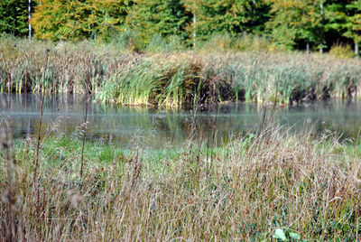 Scenic view of lake