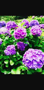 Close-up of fresh purple hydrangea flowers against black background