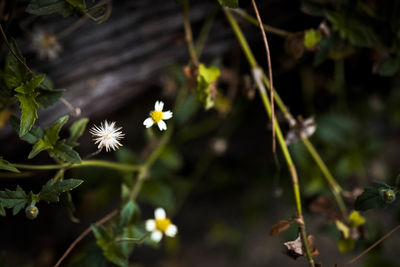 Close-up of flowers blooming outdoors