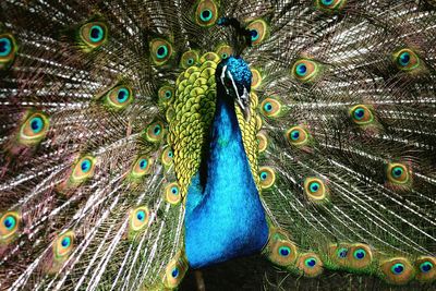 Close-up of peacock with fanned out