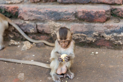 Close-up of monkey