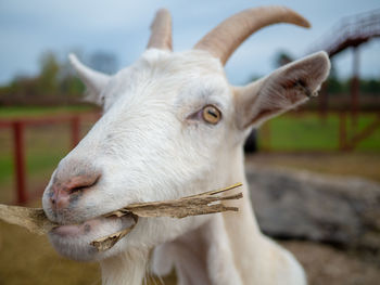 Close-up of goat