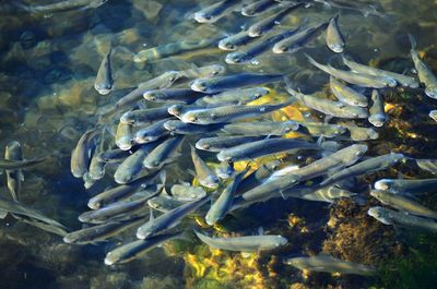 High angle view of fish in lake