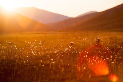 Sun shinning over flowering plants on field