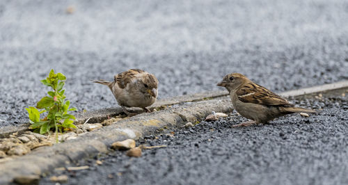 Close-up of birds perching on a land