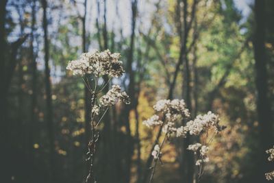 Close-up of flower tree against blurred background