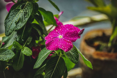 Close-up of raindrops on pink rose flower