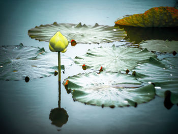 Close-up of lotus water lily in lake