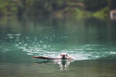 Dog swimming in lake