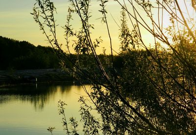 Reflection of trees in lake