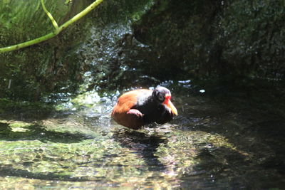 Duck swimming in a lake