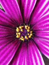 Full frame shot of pink flower