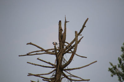 Low angle view of bare tree against clear sky