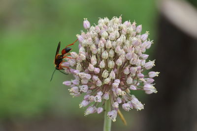 Close-up of butterfly pollinating on pink flower