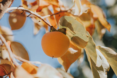 Close-up of ripe persimmon hanging on branch