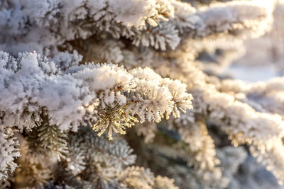 Beautiful snow-covered winter landscape. paws, pine branches in the snow. christmas landscape. 