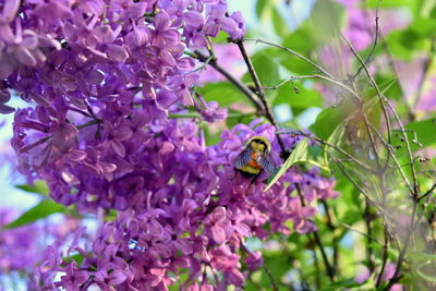 Close-up of insect on purple flower