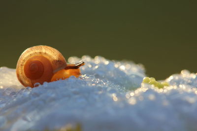 Close-up of snail