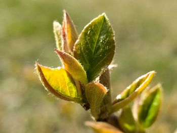 Close-up of green leaves