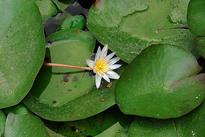 High angle view of insect on water lily