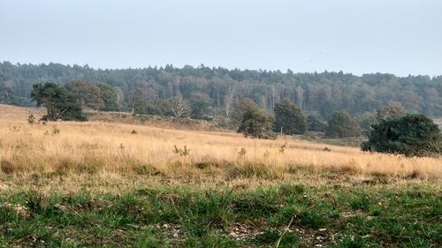 Scenic view of field against clear sky