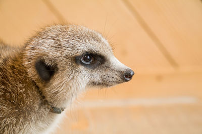 Close-up of an animal