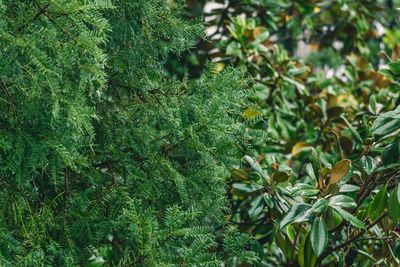 Close-up of fresh green tree