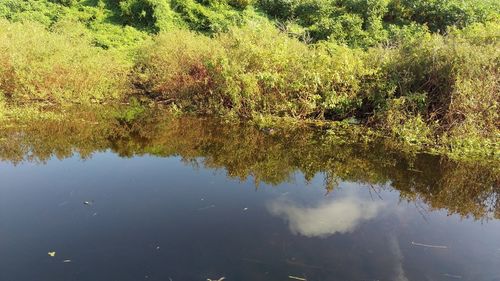 Reflection of trees in lake