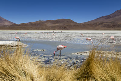 Flamingos on beach against clear sky