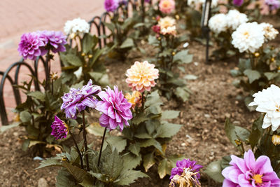 Close-up of pink flowering plants