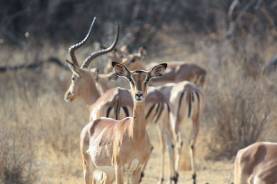 Deer standing in a field