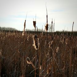 Close-up of crops on field against sky