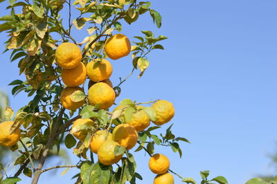 Low angle view of fruits on tree