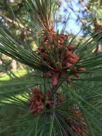 Close-up of leaves on tree