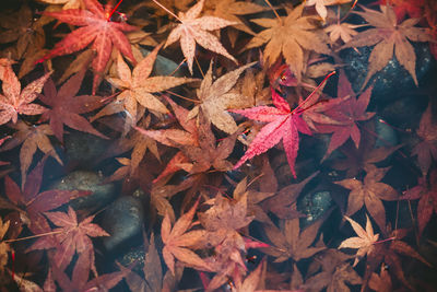 Close-up of autumn leaves