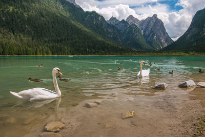 Swans on toblach lake in italy