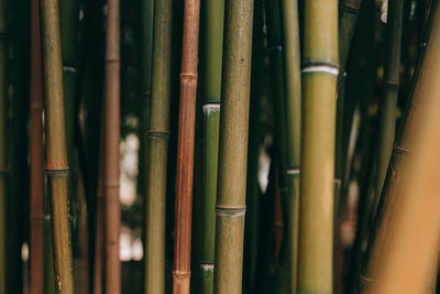 Full frame shot of bamboo
