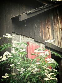 Old house in the garden