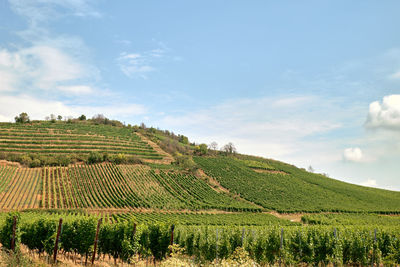 Scenic view of vineyard against sky