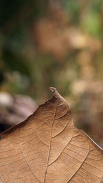 Close-up of dry maple leaves on tree