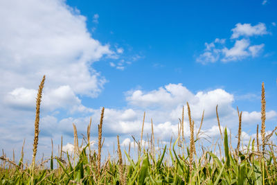 Plants growing on field against blue sky