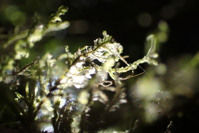 Close-up of insect on plant