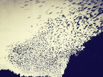 Low angle view of birds flying against the sky