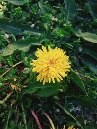 Close-up of yellow flower blooming outdoors