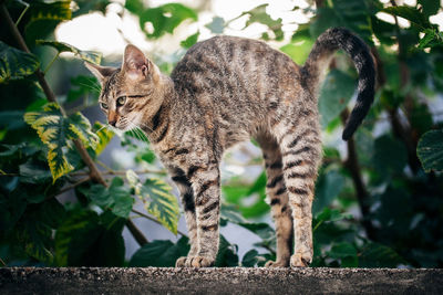 Cat standing on wall against plants