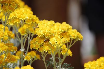 Close-up of yellow flowering plant