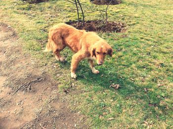 Dog standing on grass