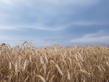 Scenic view of field against cloudy sky