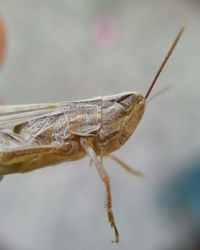 Close-up of insect