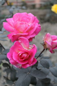 Close-up of pink rose blooming outdoors